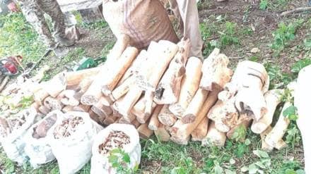 sandalwood stock worth rs 35 lakh seized in nashik
