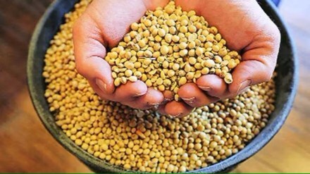 Soyabean crop in danger due to rain in Solapur district