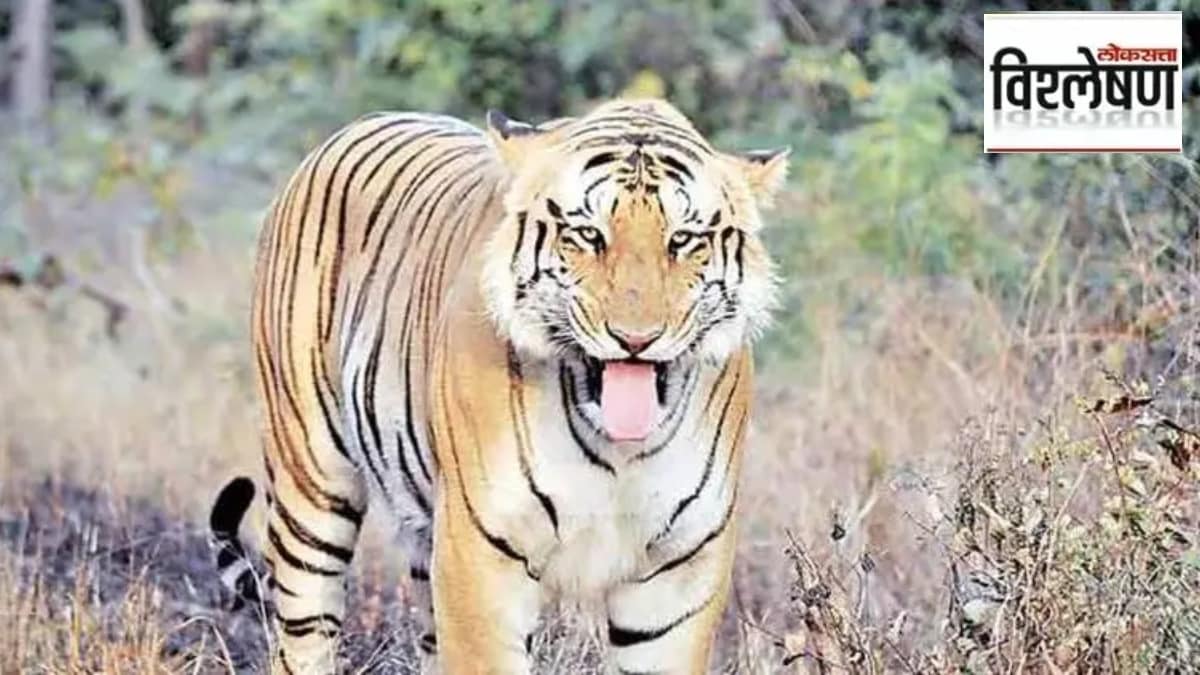 man died on the spot in tiger attack in chandrapur