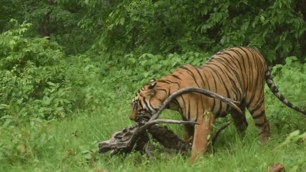 Tandoba Andhari Tiger, tigress did hunting,