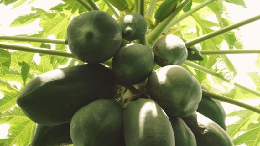 Health Benefits of Papaya Leaf Water