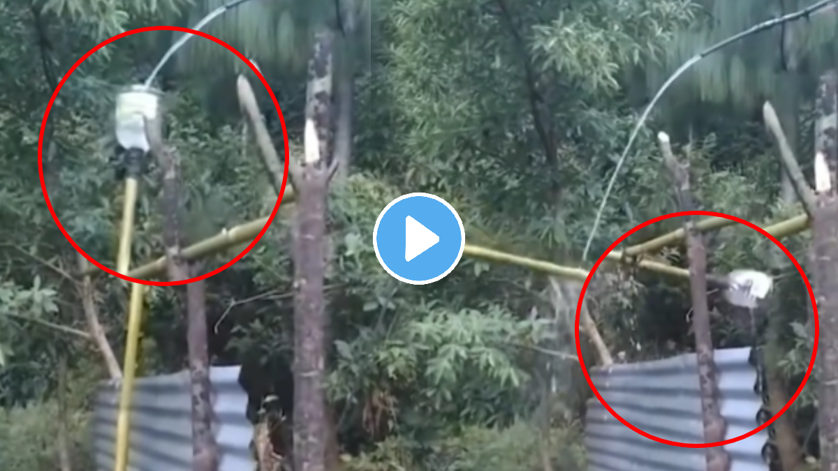 Farmer desi jugaad video farmer jugaad to protect maize field from pig goes viral watch video