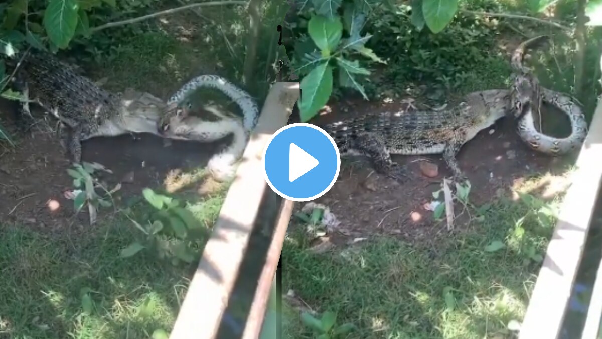 Animal Video Viral Python Vs Crocodile Fighting watch Who Will Win at ...