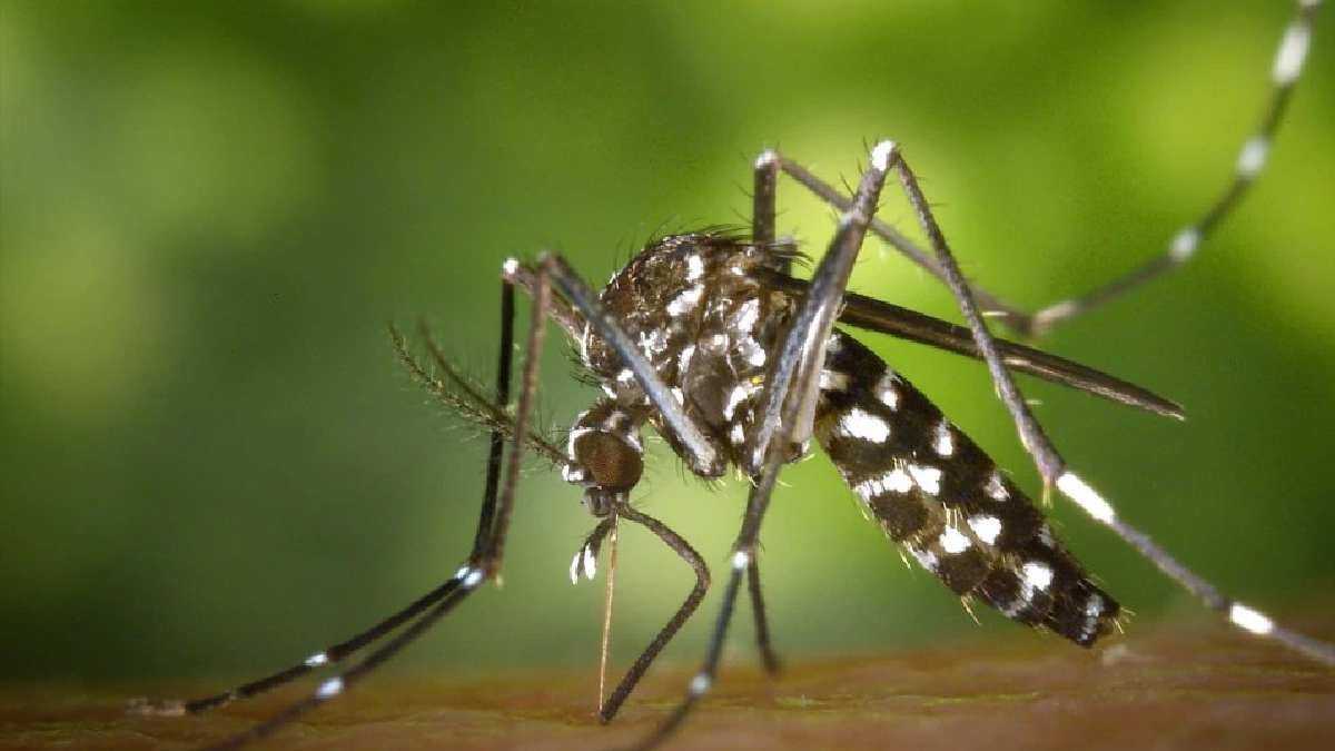 Mosquitoes increasing in the house
