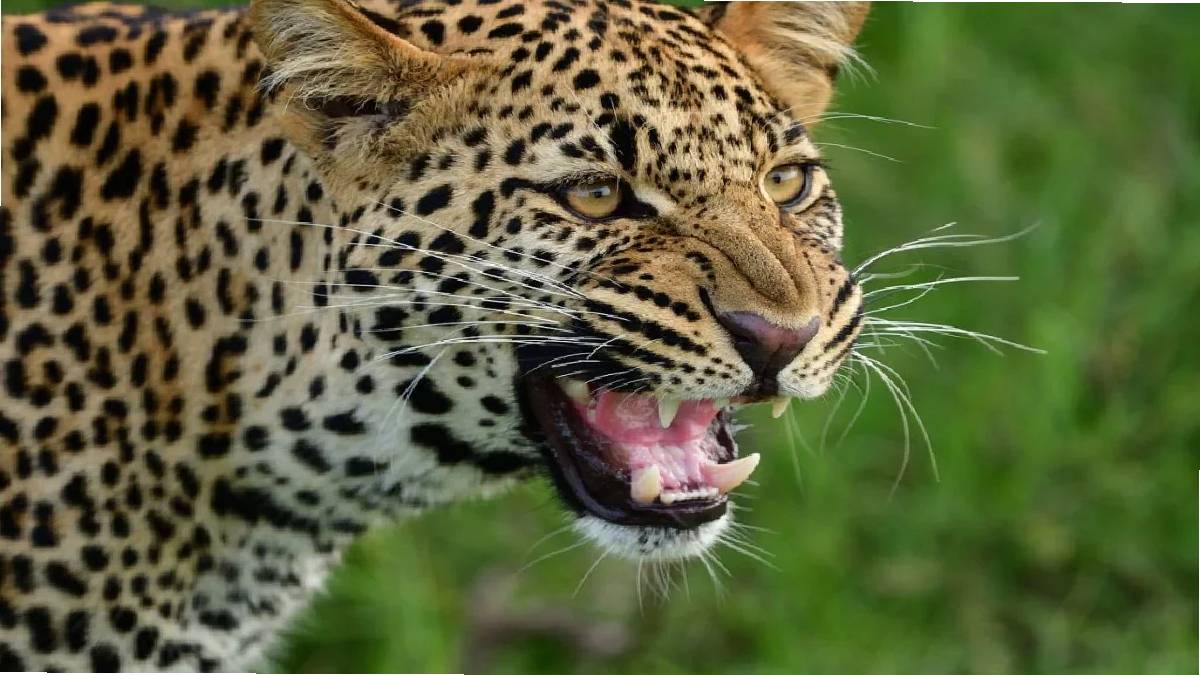 due to leopard attcak villegers in terror in chandrapur