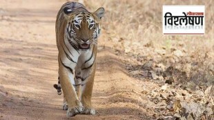 Similipal Tiger Project officials released tigress relocated from Tadoba Andhari Tiger Project into wild