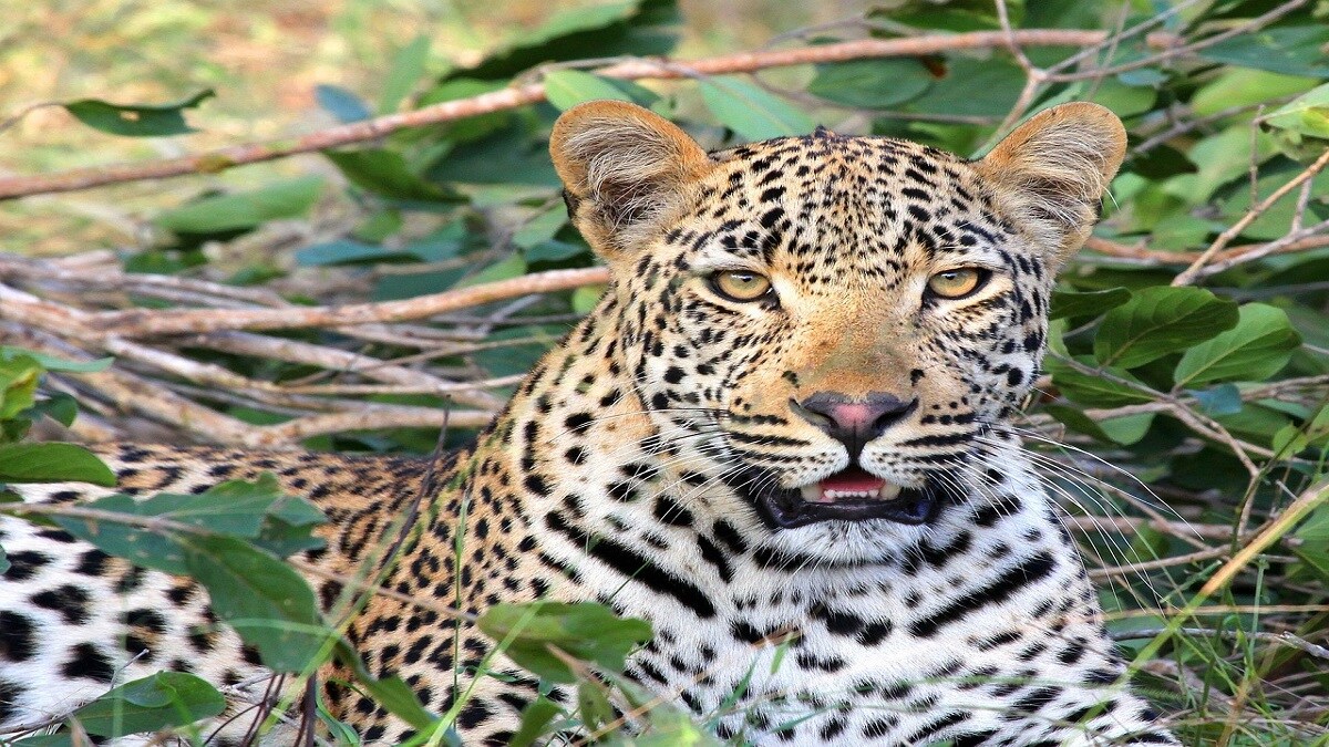 Two leopards at transit treatment center found to be infected with Avian Influenza H5N1 virus