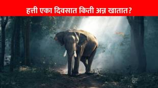 How much food does an elephant eat in a day