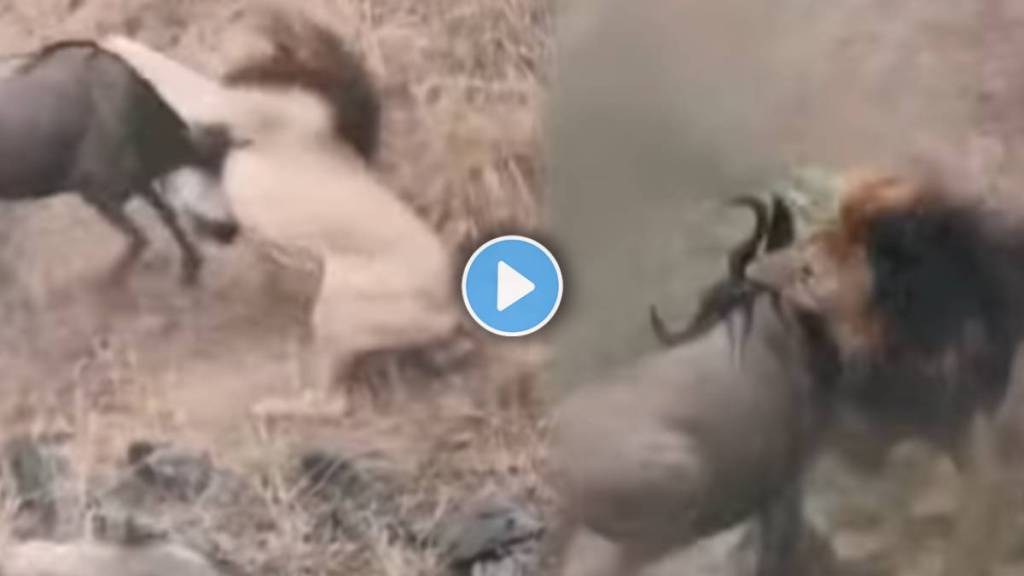 lion and wildebeests Video
