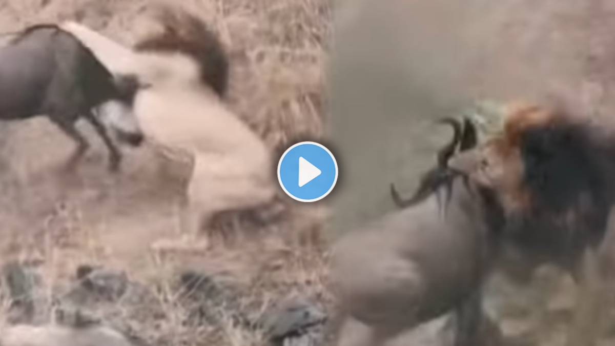 lion and wildebeests Video
