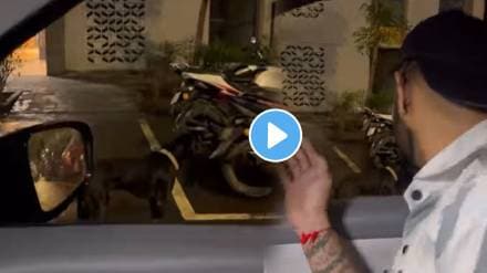 Viral Video Of Street Dog