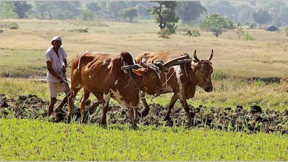 In Malegaon taluka government was defrauded by showing fake crop insurance in 500 hectares area