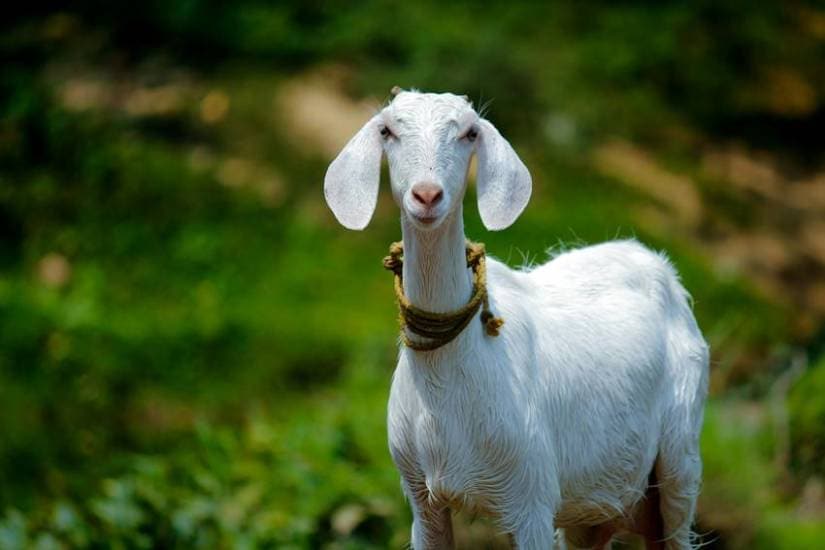 Bangladesh's favorite food
