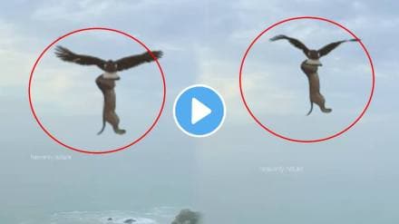 The Eagle Is Flying With The Lion Animal shocking Video Goes Viral on social media