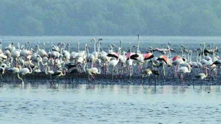 Navi Mumbai city is called the Flamingo City This year arrival of flamingo bired delayed