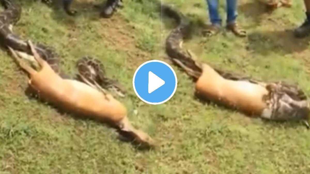 Python Eating Deer In 12 Second Omg Video Viral Shocking video