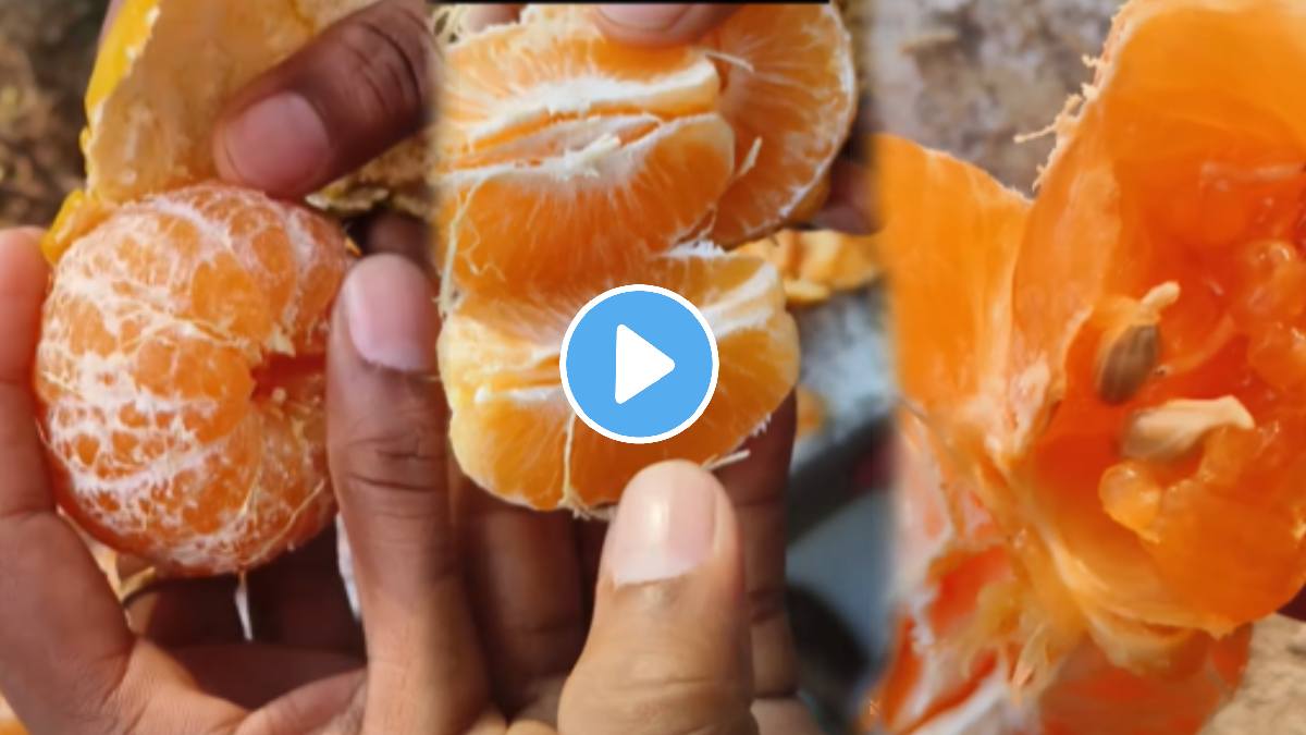 Larvae found in oranges