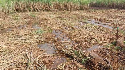 Kolhapur district hit by heavy unseasonal rain during night