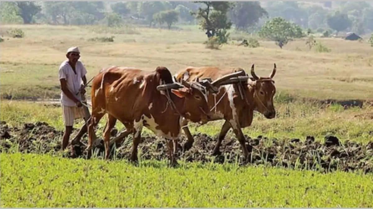 This year, Rabi is expected to be planted on a record area