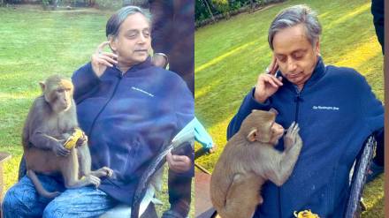 Monkey hugs Shashi Tharoor, falls asleep on his lap