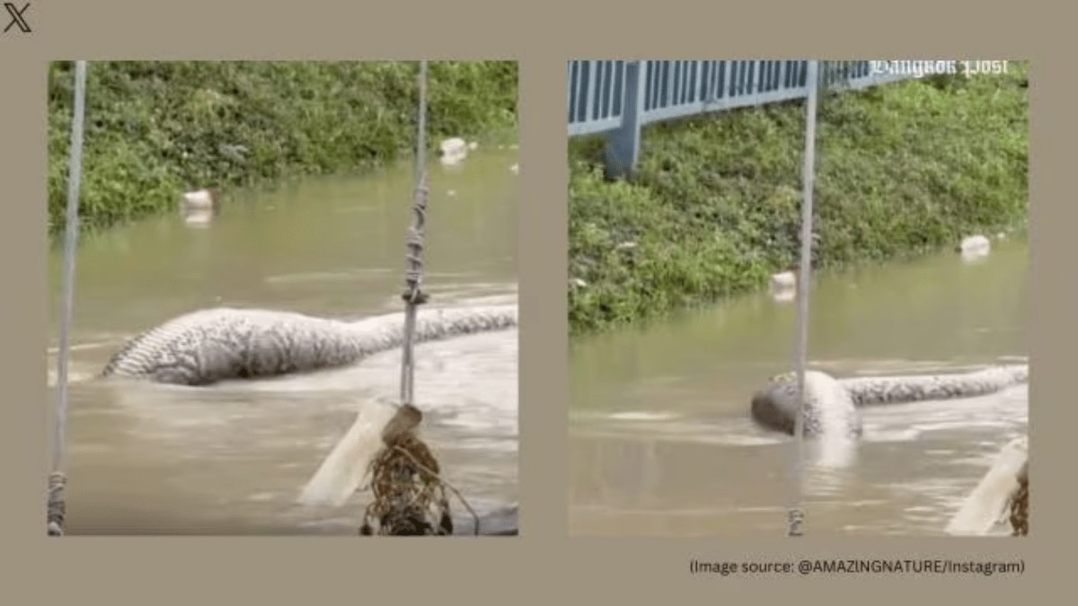 Thailand floods Giant reticulated python spotted in floodwater after eating a dog chilling video goes viral