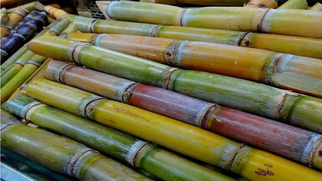 Rajarambapu Patil Cooperative Sugar Factory will provide 2 5 lakh sugarcane seedlings to farmers