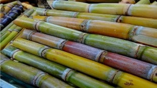 Rajarambapu Patil Cooperative Sugar Factory will provide 2 5 lakh sugarcane seedlings to farmers