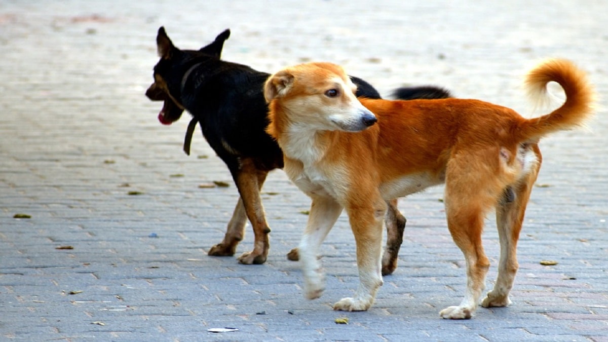 dog bite Kalyan, cat bite Kalyan, youth died in Kalyan,