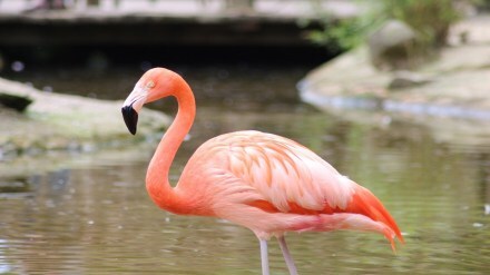TS Chanakya Lake flamingo , Navi Mumbai,