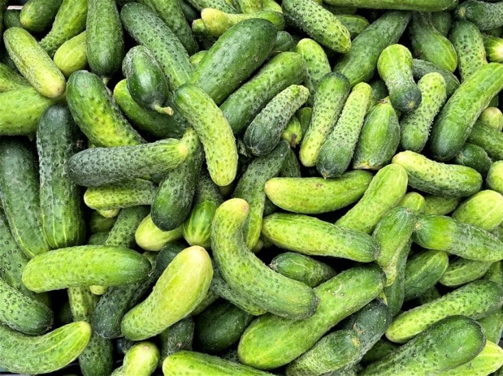 Cucumber