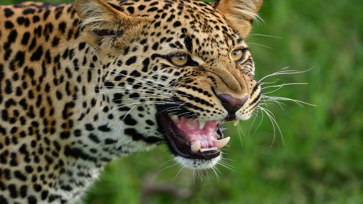 Three accused were caught in Akot taluka smuggling leopard skin worth crores internationally