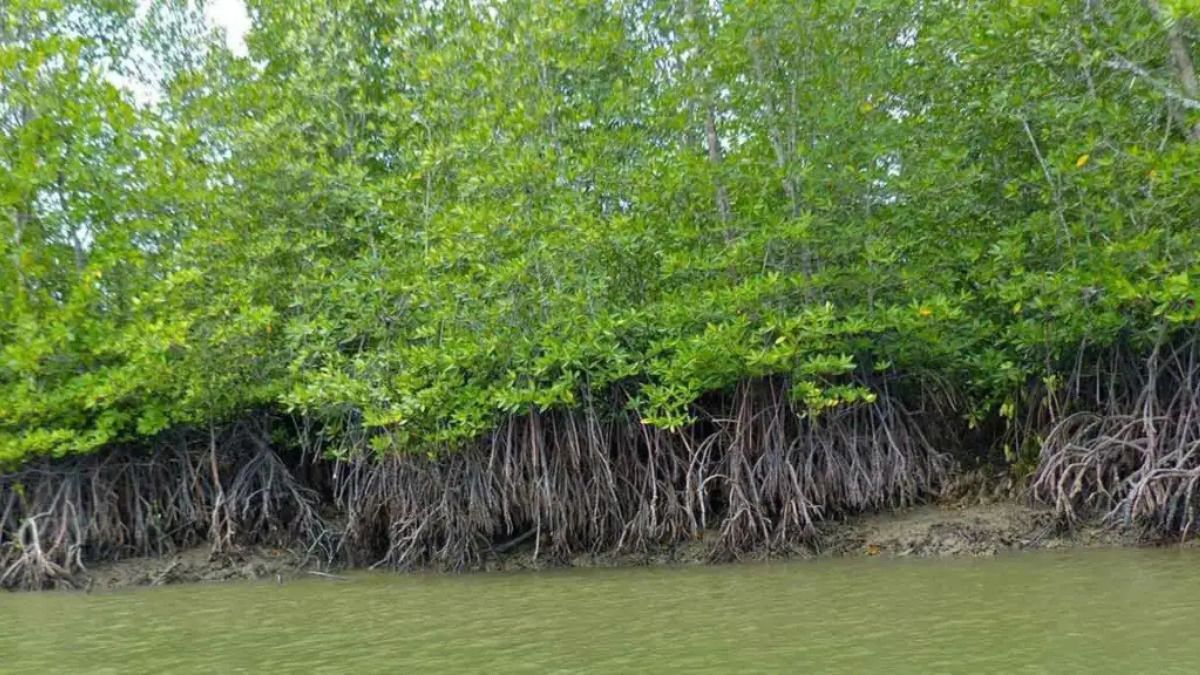 Case registered against unknown persons for destroying mangroves in Thane