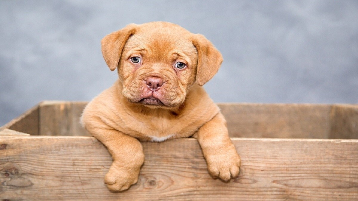 Nagpur , dogs, cats, Adopted , dogs home Nagpur,