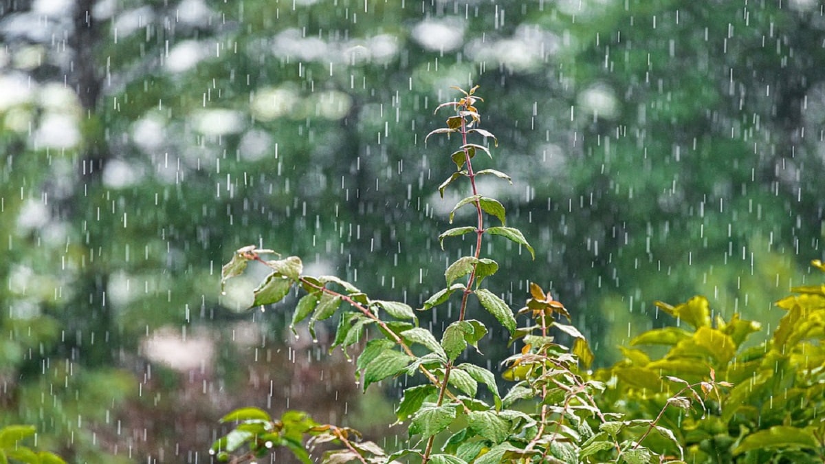 Cloudy weather persisted with unseasonal rains in Shirala Ashta and Islampur areas
