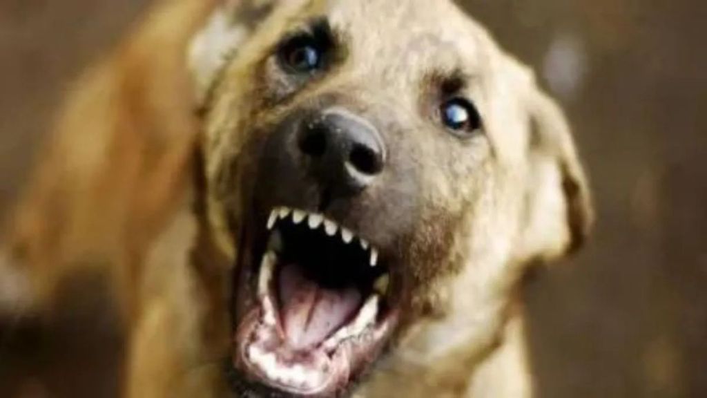 rabies free thane campaign vaccinated 11582 dogs from January 29 to February 4