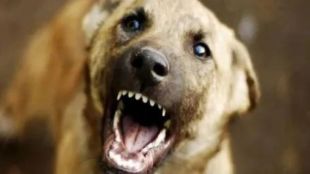 rabies free thane campaign vaccinated 11582 dogs from January 29 to February 4