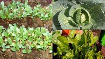 Joy of Community Farming