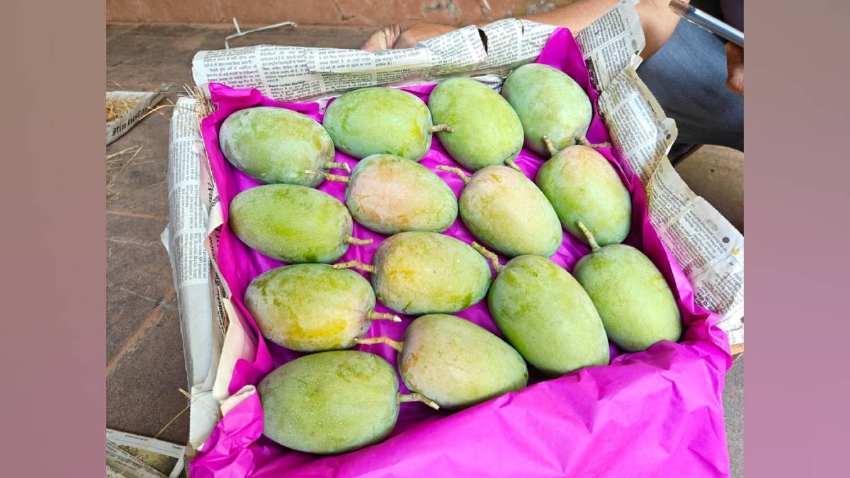arrival of hapus mango in apmc market in vashi has increased and market prices have come down