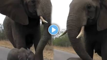 The elephant stopped the cub approaching the strangers