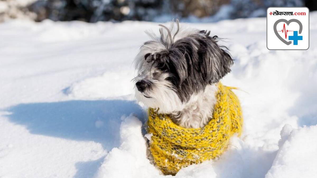 Dog Winter Clothes