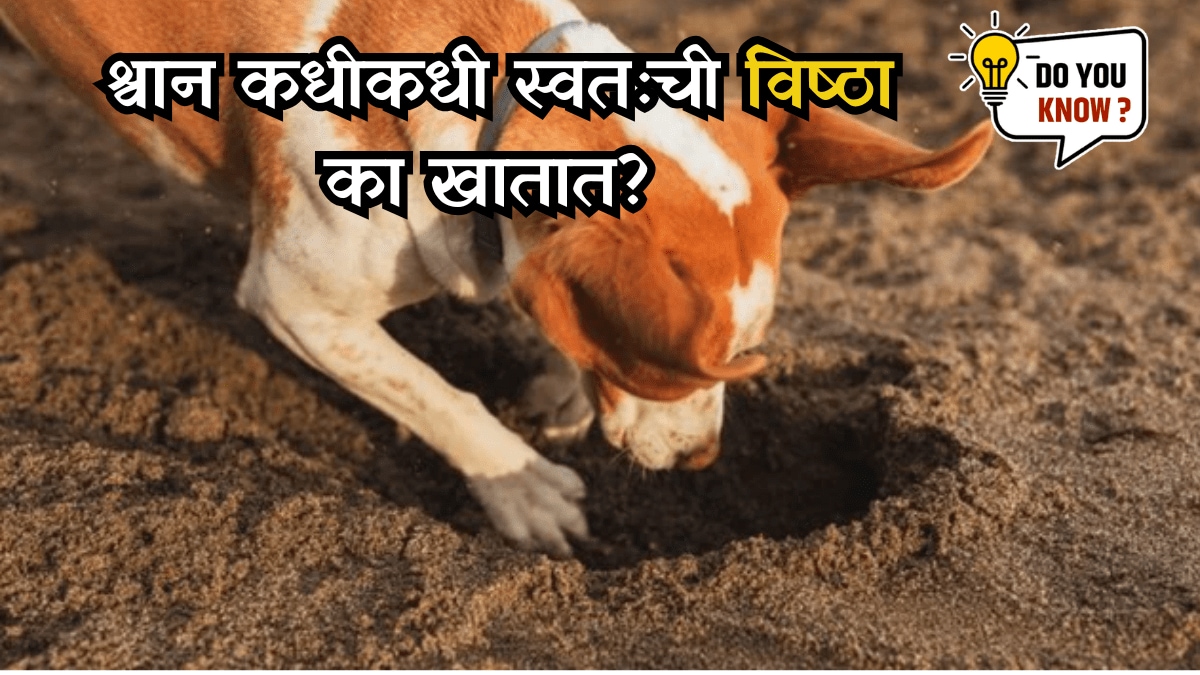 do you know Why dogs eat their own poop sometimes expert Answered