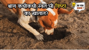 do you know Why dogs eat their own poop sometimes expert Answered
