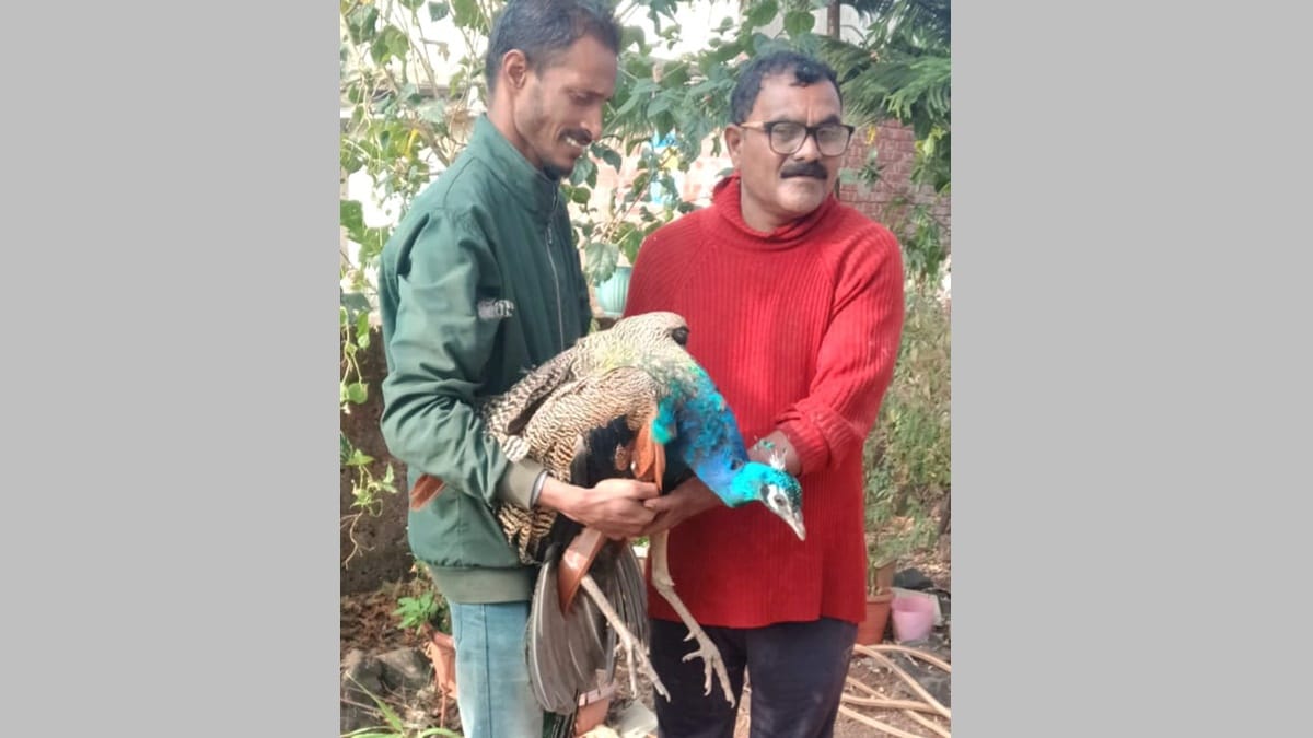 forest dept karad