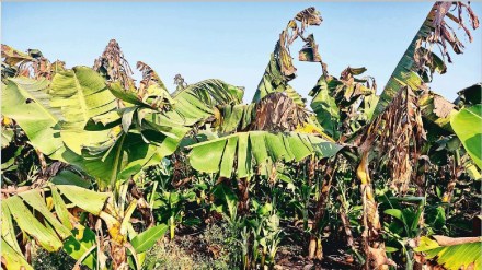 banana marathi news