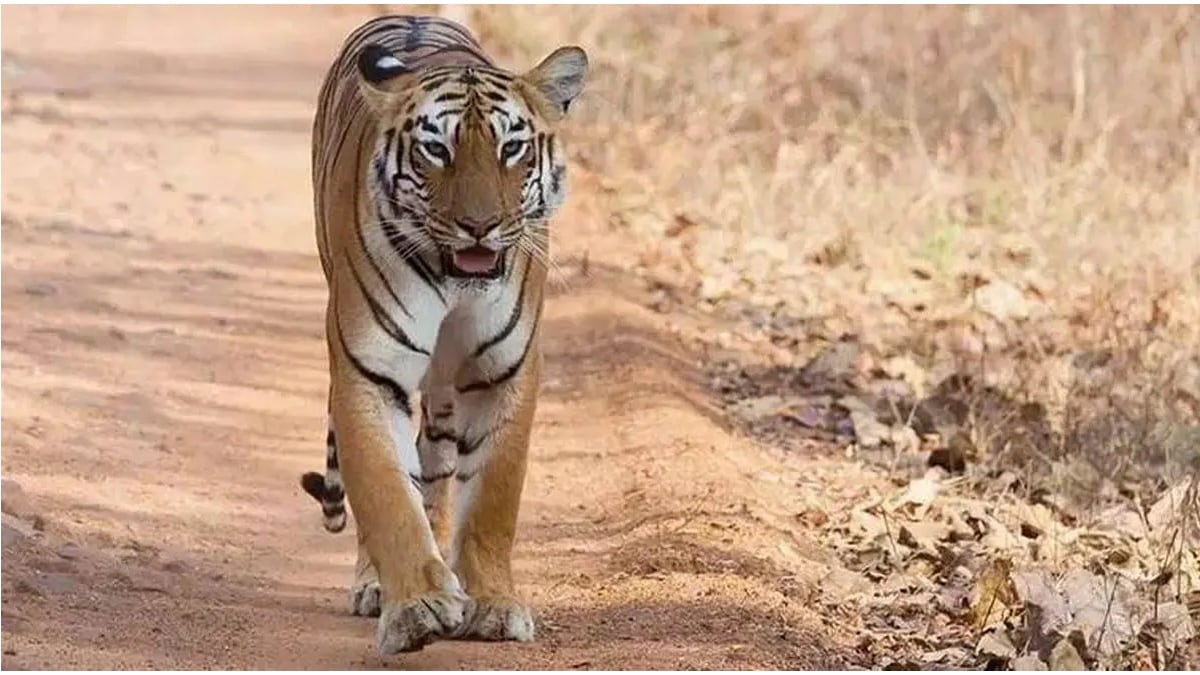 After tiger electrocuted in Ukani coal mine teeth and 12 nails of tiger stole