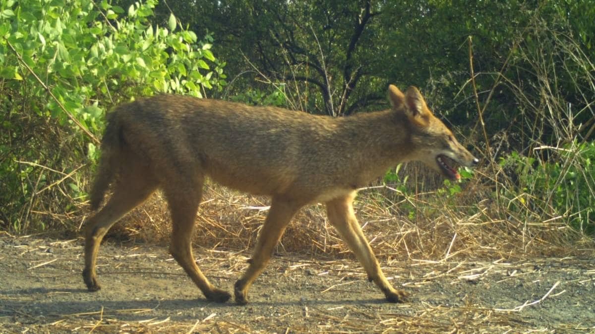 Wildlife scientists and animal researchers claim about the golden fox thane news