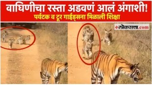 Blocking the path of a tigress cost her dearly Court imposes punishment