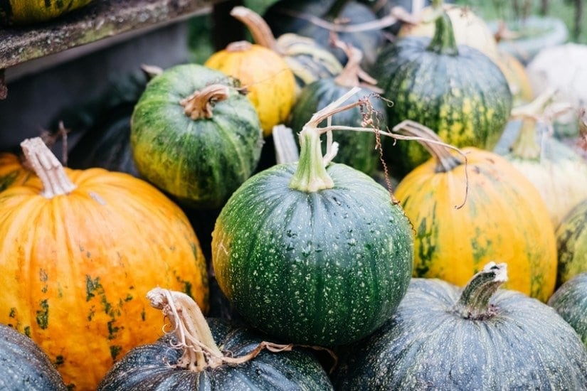 Pumpkin