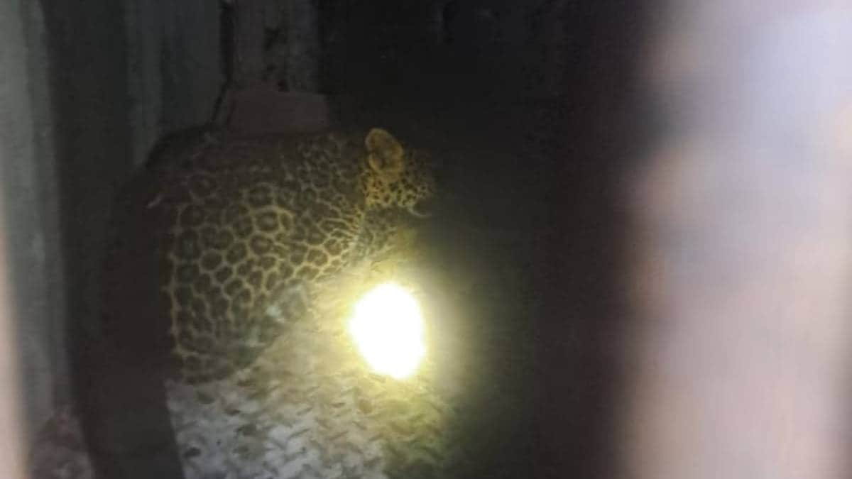 Leopard calf trapped in cage in Nashik