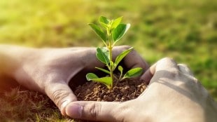 To boost Mumbais green area the administration will plant trees on 4 acres in Kurla Powai borivali